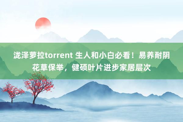 泷泽萝拉torrent 生人和小白必看！易养耐阴花草保举，健硕叶片进步家居层次